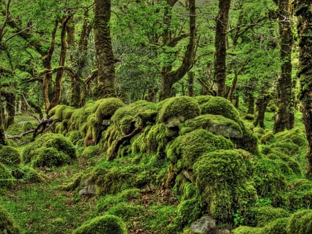 Mossy - vegetation, mossy, trees, magic, landscape, moss, beauty, forest, magical, nature, green, surreal, fairy, woods