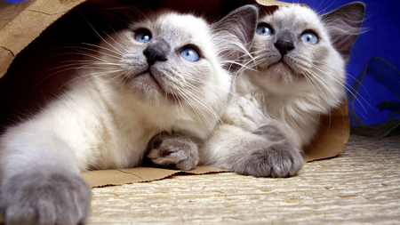 Twins - pretty, beautiful, cat, kitten, blue eyed, cute, adorable, animals, kitty