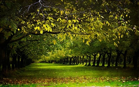 GREEN ALLEY - trees, alley, summer, spring, grass, alleys, tree, forests, nature