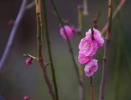 Where have all the Flowers Gone - flowers, pretty, branches, blossom, buds, pink