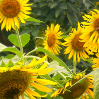 Sunflowers