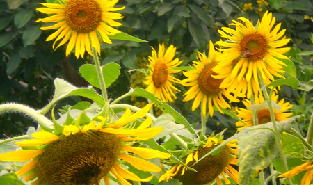 Sunflowers - nature, sunflowers, flowers, beautiful