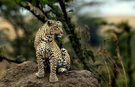 Beautiful Predator - rock, leopard, trees, cat