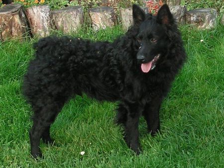 Croatian sheepdog - animals, croatia, sheepdog, black