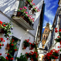 Cordoba flowers