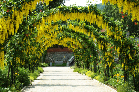 golden flower arch