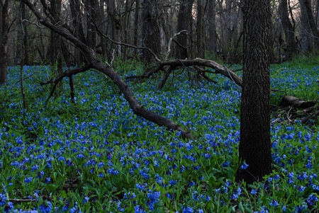 Blue flowers - flowers, forests, nature, blue