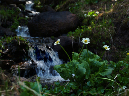 Falls - nature, flowers, falls, rocks