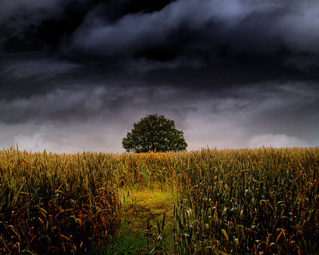 Solitary tree - nature, tree, forests, grass