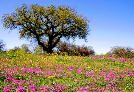 Spring - flowers, sky, tree, nature