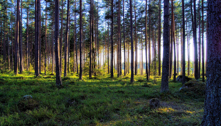 Woodland - nature, forests, grass, trees