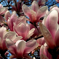 Pink magnolia