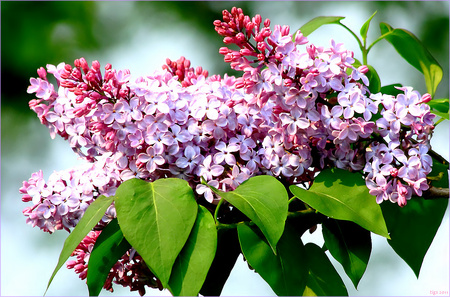 Lilacs - leaves, nature, lilacs, flowers