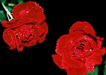 Two roses - nature, flowers, roses, red