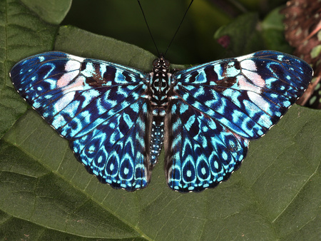 Butterfly - color, animals, blue, butterflies