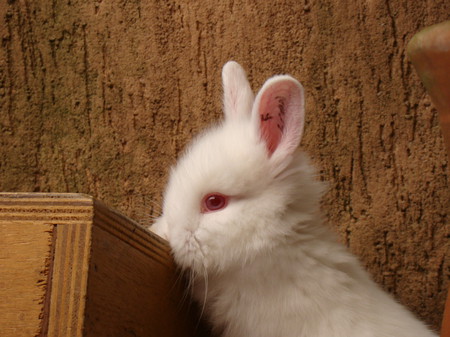 Rabbit - cute, white, rabbits, animals