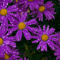 Purple flowers