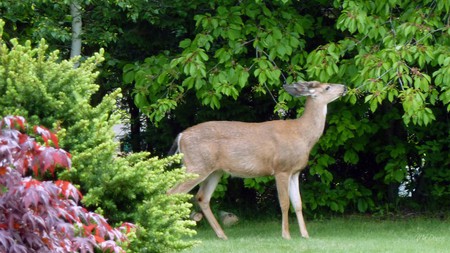 Tuesday Morning Deer - buck, trees, green, firefox persona, deer, spring, washington, morniing