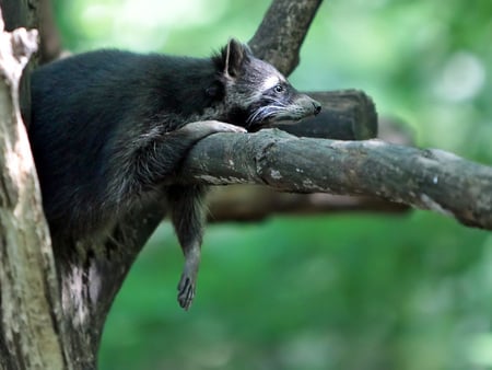 Siesta... - hang on, funny, tired, racoon