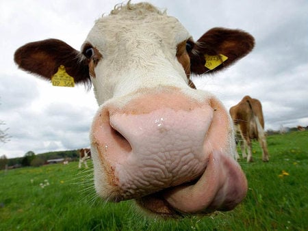 come on..I'll give you a wet kiss - cow, nose, tongue, ears