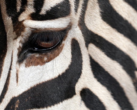 Beautiful eyes - white, zebra, black, stripes