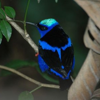 LUMINOUS BLUE BIRD