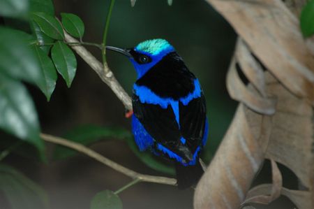 LUMINOUS BLUE BIRD - bird, black, luminous, blue