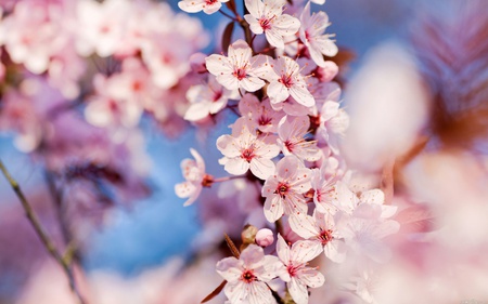 Cherry Blossoms For You DREAMERGIRL - flowers, gorgeous, pink, beautiful