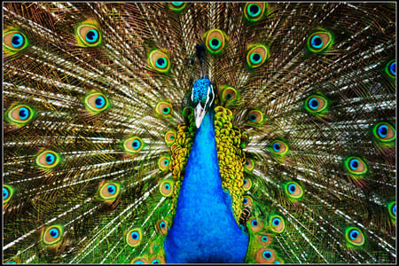 Blue  Peacock - bird, peacock, blue, colors, feathers