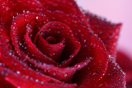 Rose - nice, beauty, photography, wet, rose, lovely, cool, pretty, red, beautiful, flower, drops, elegantly, harmony