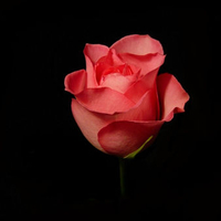 Red-rose-in-the-dark-night.