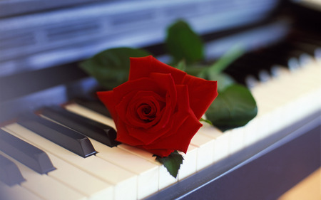 Red-Rose - nice, nature, piano, red, rose, flower