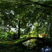 Green-Summer-park.