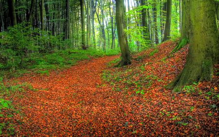 Autumn - autumn colors, grass, forest, leaves, path, woods, trees, beautiful, road, beauty, lovely, tree, fall, nature, green, autumn, peaceful