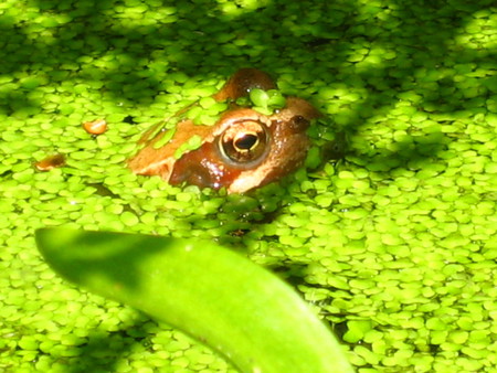 I'm looking for you... - plants, water, green, frog