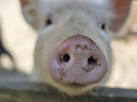 No...that's no socket !!! - pig, looking, eyes, nose