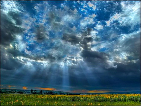 Breaking - storm clouds, sunflowers, grey, rays, blue, field, sky