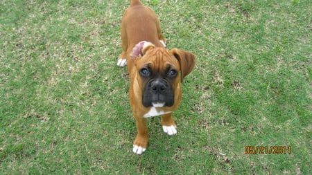 Boxer Puppy - dog, puppy, animal, boxer