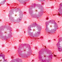 Pink and purple flowers