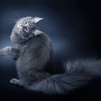 GLAMOUR KITTY