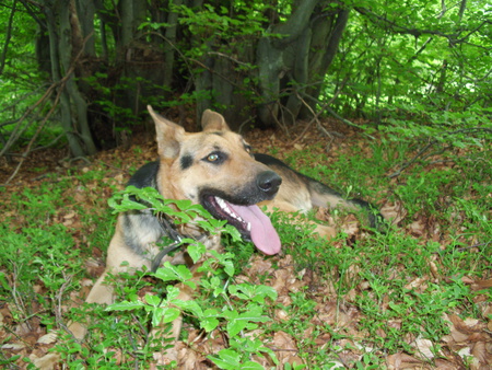 dog eyes - black, nature, green, brown, eyes, dog