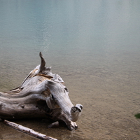 Tree on the Lake of Banff National Park in Alberta - Canada