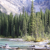 Trees at Banff National park in Alberta - Canada 