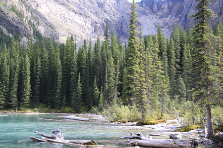 Trees at Banff National park in Alberta - Canada 