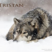 Tristan Laying In The Snow