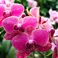 Bright Pink Orchids