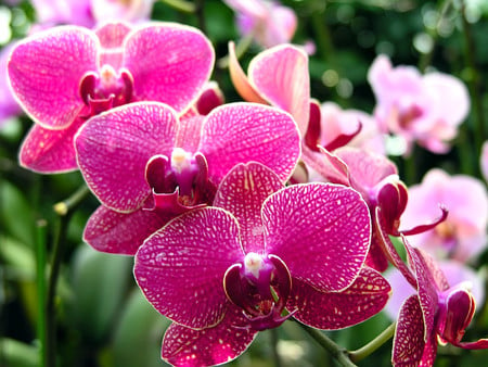 Bright Pink Orchids - summer, orchids, bright, pink, annuals, flowers