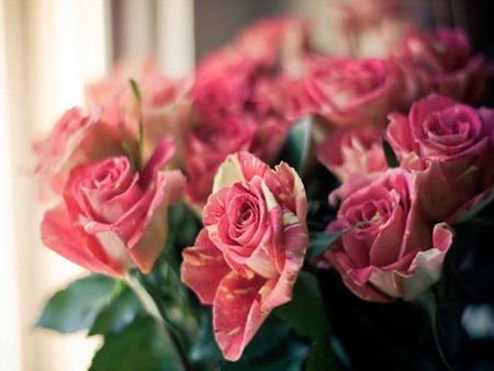 Vintage - white, roses, arrangement, pink, green