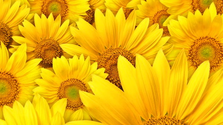 Flowers of the sun - bright, sunflowers, brown, yellow, sunny, flowers