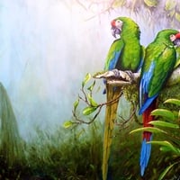 MACAW ART